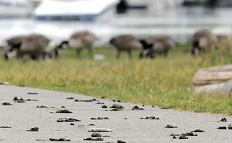 Pathway covered with goose droppings
