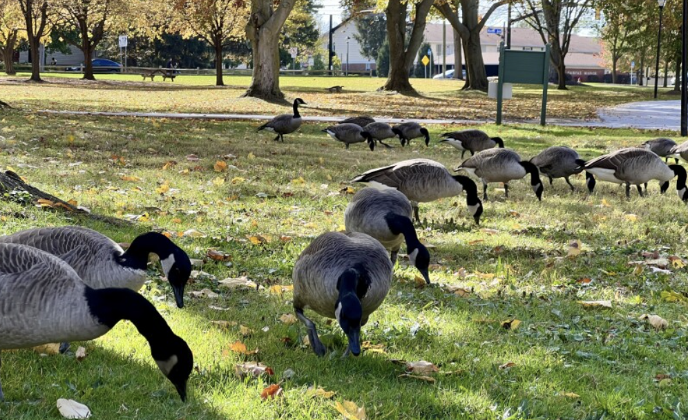 Geese grazing and damaging lawn